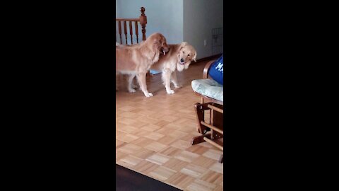 Dogs play fighting