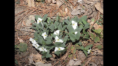 Rescued Woodland Wildflower Snow Trillium April 2023