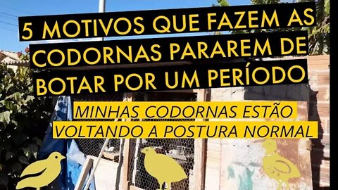 5 MOTIVOS QUE FAZEM AS CODORNAS PARAREM DE BOTAR / VIVER DE CODORNA