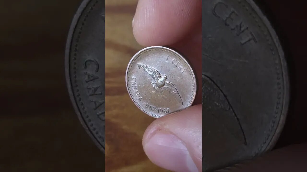 Overly Excited Overview Of The Canadian Bird Penny