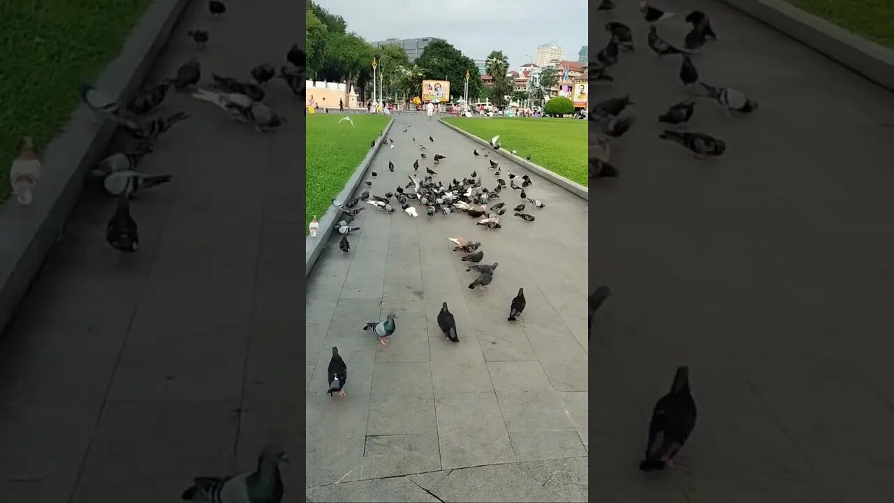 so many dove