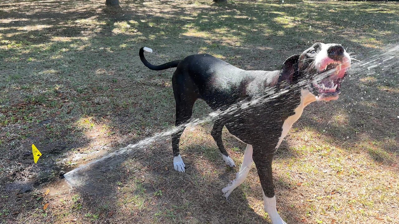 Funny Playful Great Dane Swipes Irrigation Marker Flag