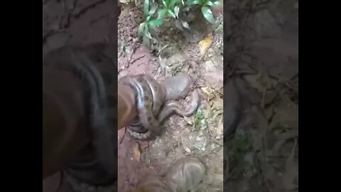 Cobra tenta engolir pescador na beira do Rio