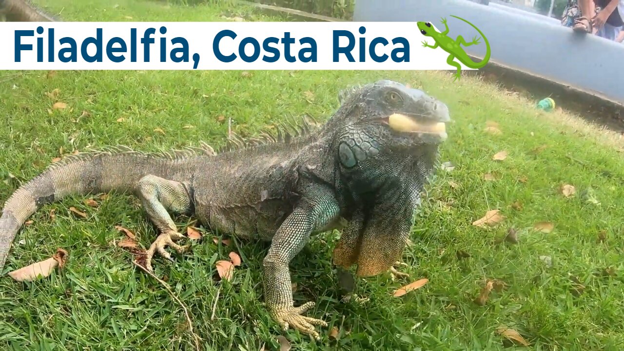 Feed The IGUANAS // Visit Filadelfia In Costa Rica [2022]