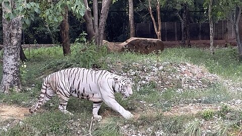 White tiger