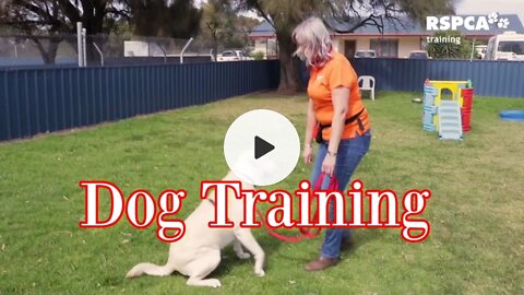 Dog Training Video | Best Awareness Video