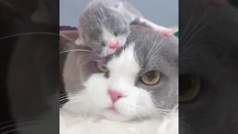 Best Funny Animal Videos 2022 Funniest Cats And Dogs Video
