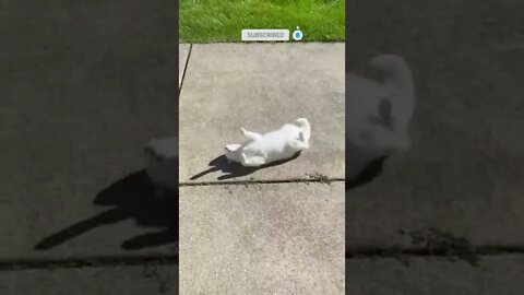 cute cat videos 😹 funny videos 😂 578 😻