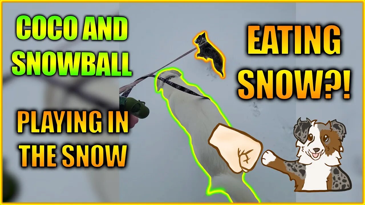 Coco Eats the Snow - Coco & Snowball in Snow PART 2