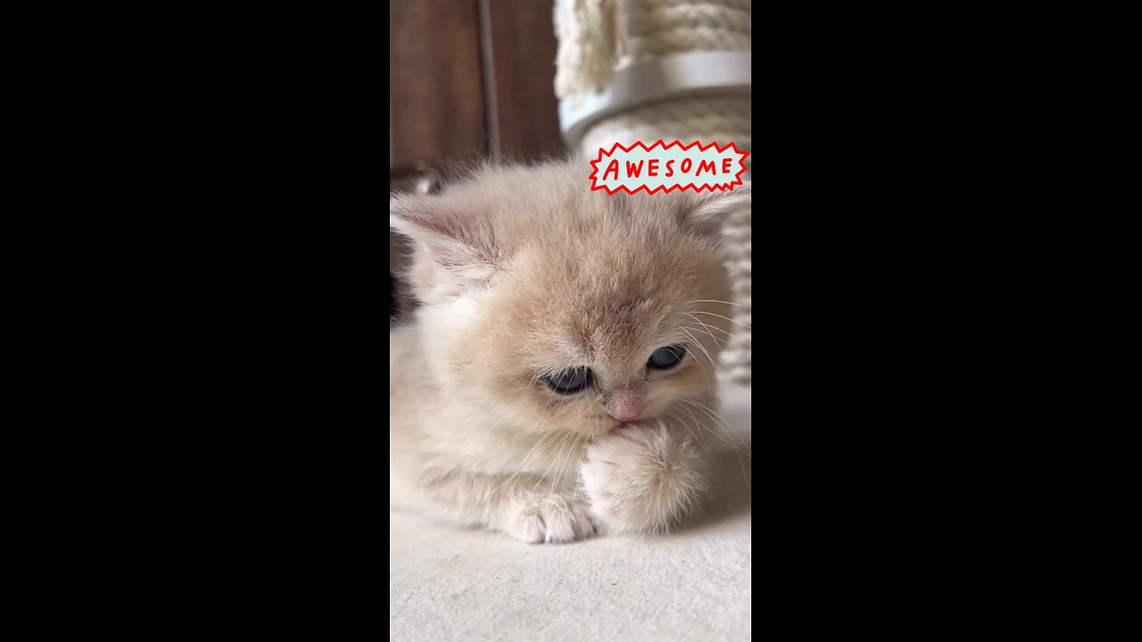 Tiny Paws, Big Cuteness: Meet Our Sweet Kitten!😍🤩😻🎈