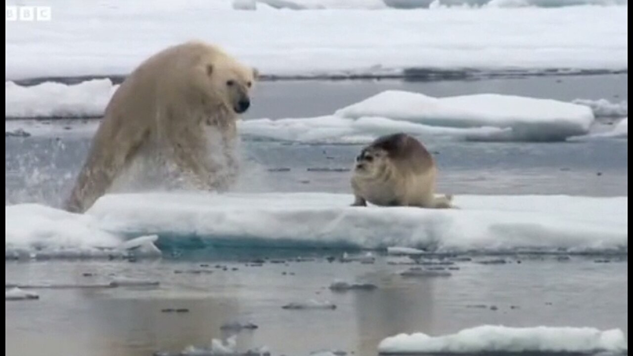 Hungry Polar Bear 🐻‍❄️ Ambushes 🦭
