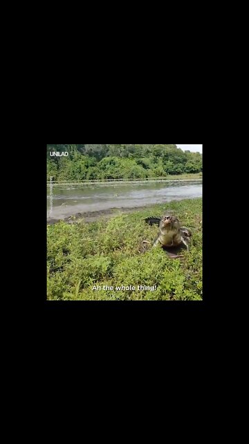 When you accidentally steal an alligator's lunch