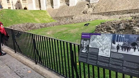 Beefeater yeoman warder feeding ravens #toweroflondon