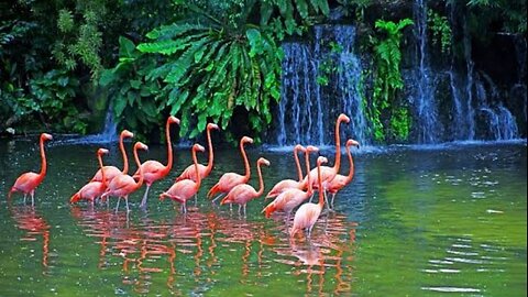 Stunning Water Birds - Flamingo - Relaxation Music