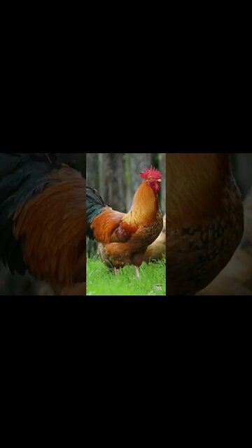 so beautiful roosters with hens searching for food in the grass.