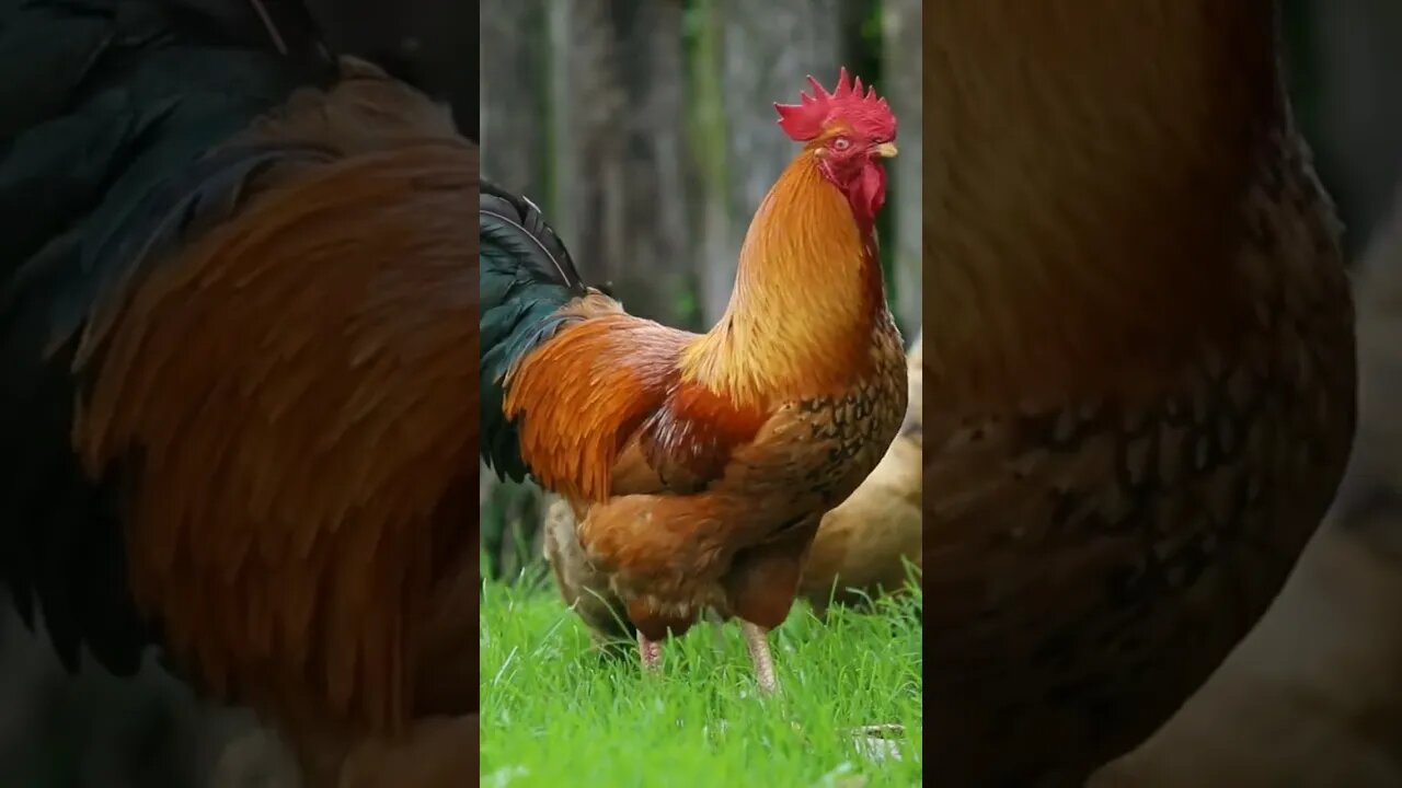 so beautiful roosters with hens searching for food in the grass.