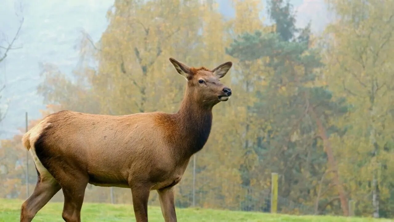 Beautiful wild lives (episode 3)