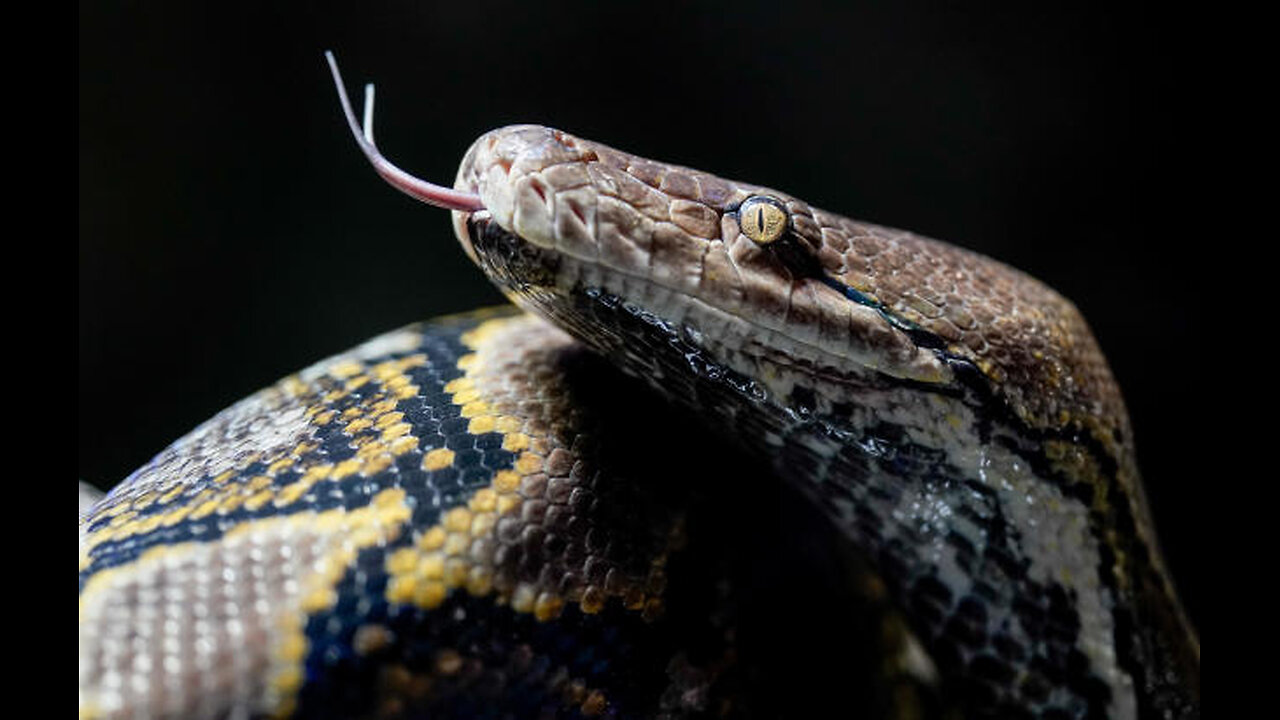 Tragic Encounter: Woman Found Inside Python in Indonesia