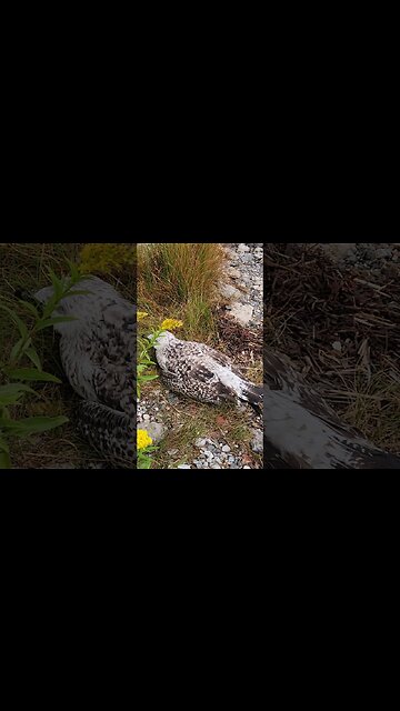 Whats wrong with this Seagull??