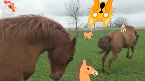 Maniac 🐴 Horses 🐎 with Chickens 🐔 and a Dog 🐕🙀