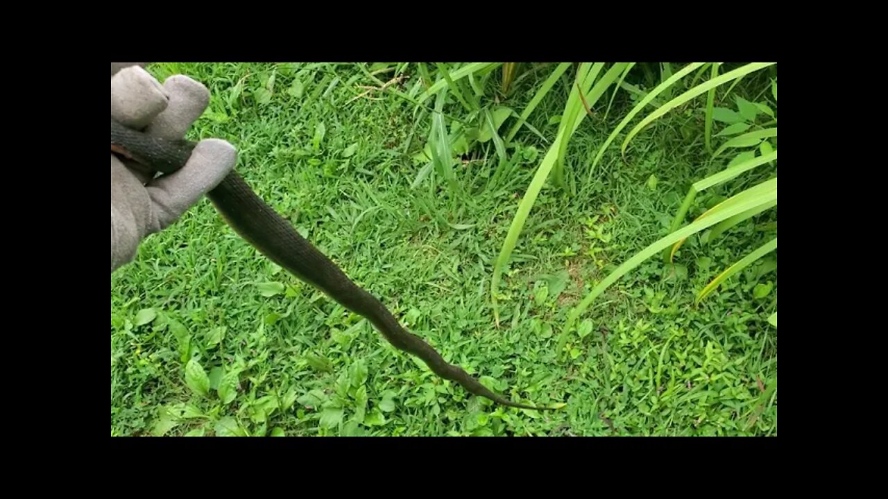 found a copper belly trapped in my garden