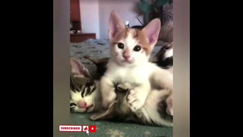 cute cat videos 😹 funny videos 😂1776