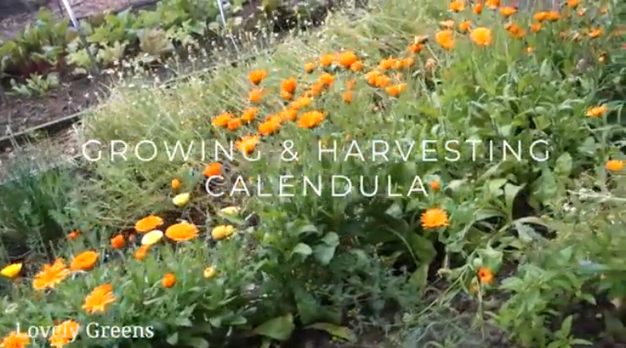 Growing and harvesting Calendula Flowers