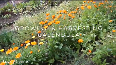 Growing and harvesting Calendula Flowers