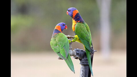 Information about | Lorikeet | Teacher Aide | English| Endangered | Australia