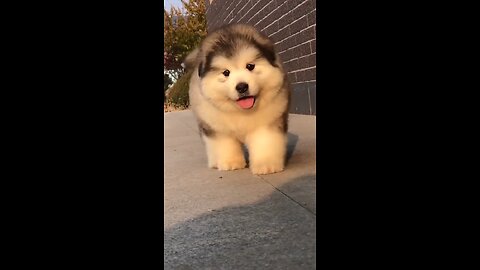 Most Beautiful Puppy