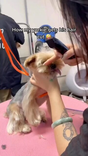 My YORKIE IS SO SILLY 🙃 #HILARIOUS