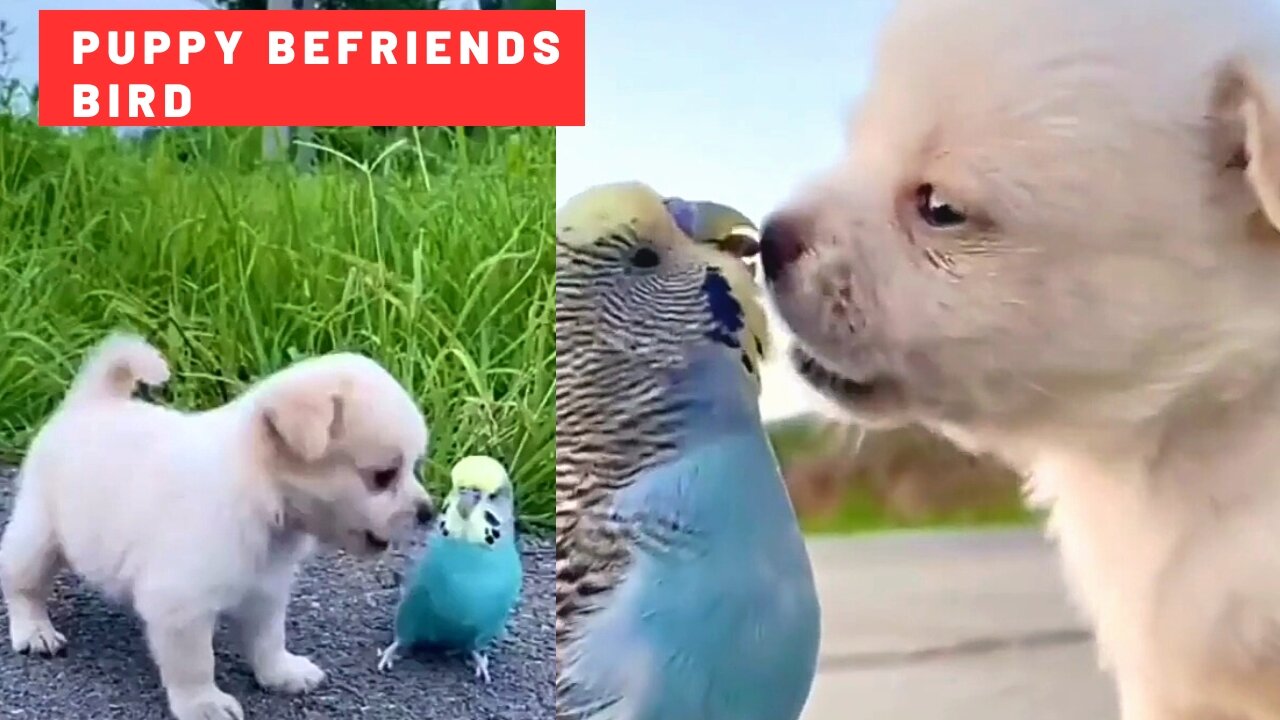 Cute Moment: Puppy Befriends Bird