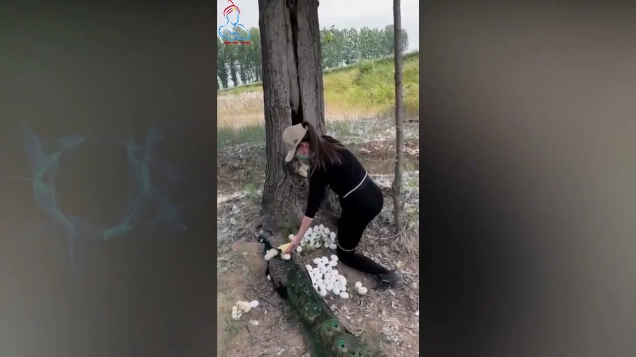 Funny and Random Vibes #1