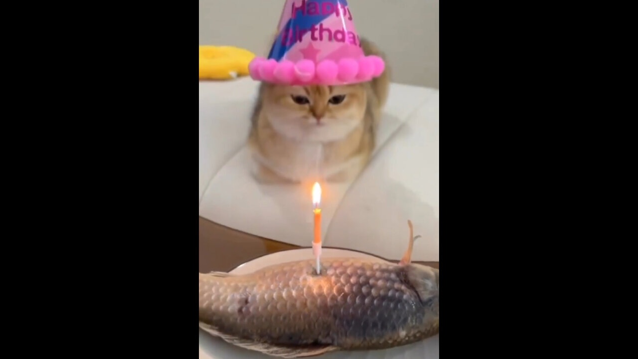 cat birthday 😂🥳 / funny cat video