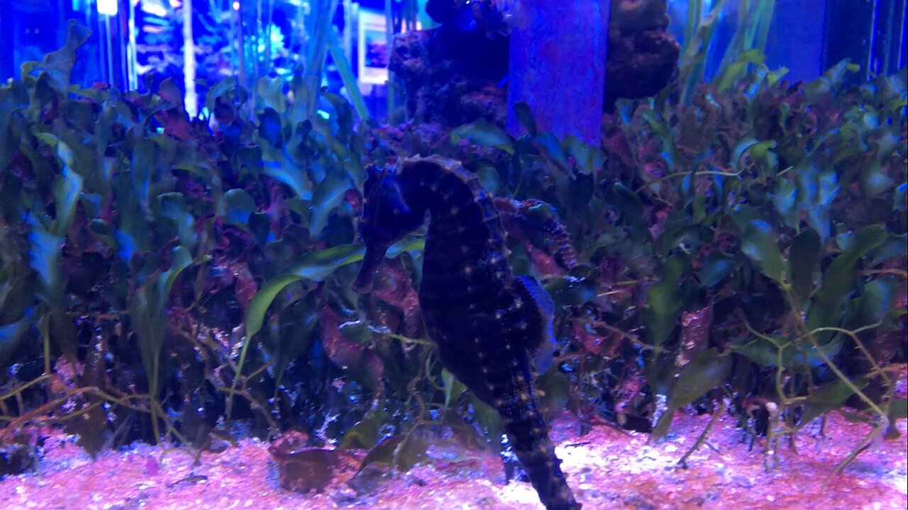 Aquarium Explorer!