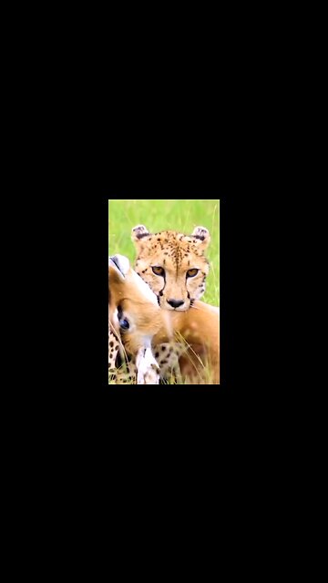 Top video in wildlife. Cheatah vs Dear 3 second in catch Deer