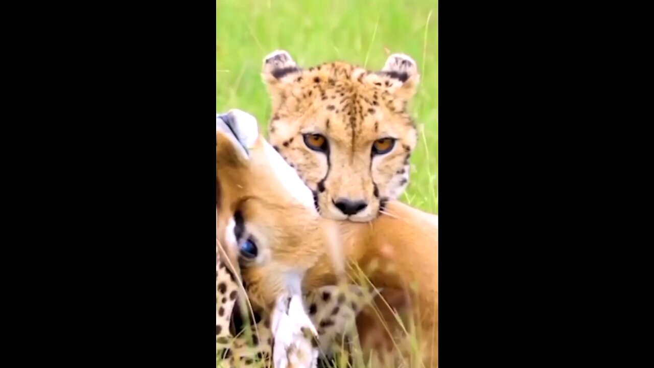 Top video in wildlife. Cheatah vs Dear 3 second in catch Deer