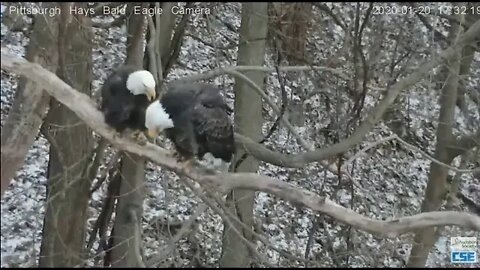 Hays Eagles Pittsburgh Mom and Dad mating 2020 01 20 532pm