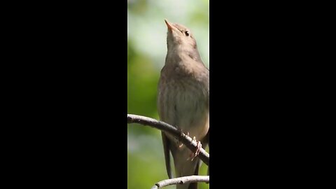 Bird# sweet voice 🐥