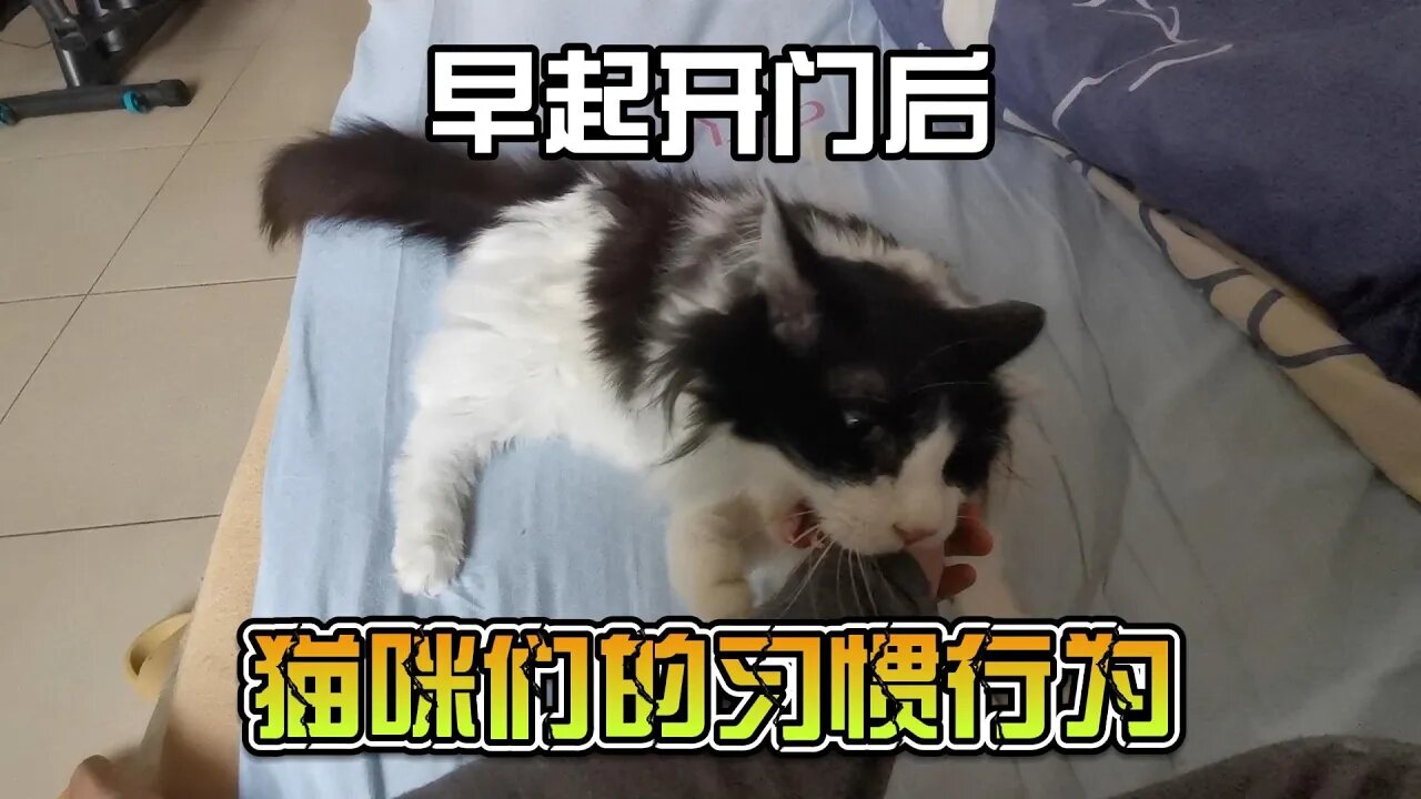 早起开门后，12岁猫咪的习惯性动作~