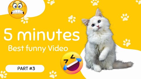 5 minutes Funny Cat Behavior Videos Make Laughing #3 | Cute Cute Cat | Funny cat videos