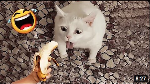 best funniest animal videos 2023 😂 funny cats and dogs 😹🐶