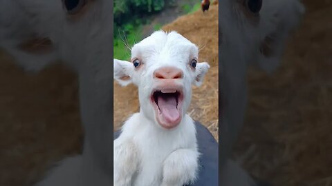 Say hi ! 🐐 😅