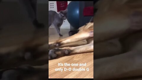 It's the one and only D-O double G #shorts