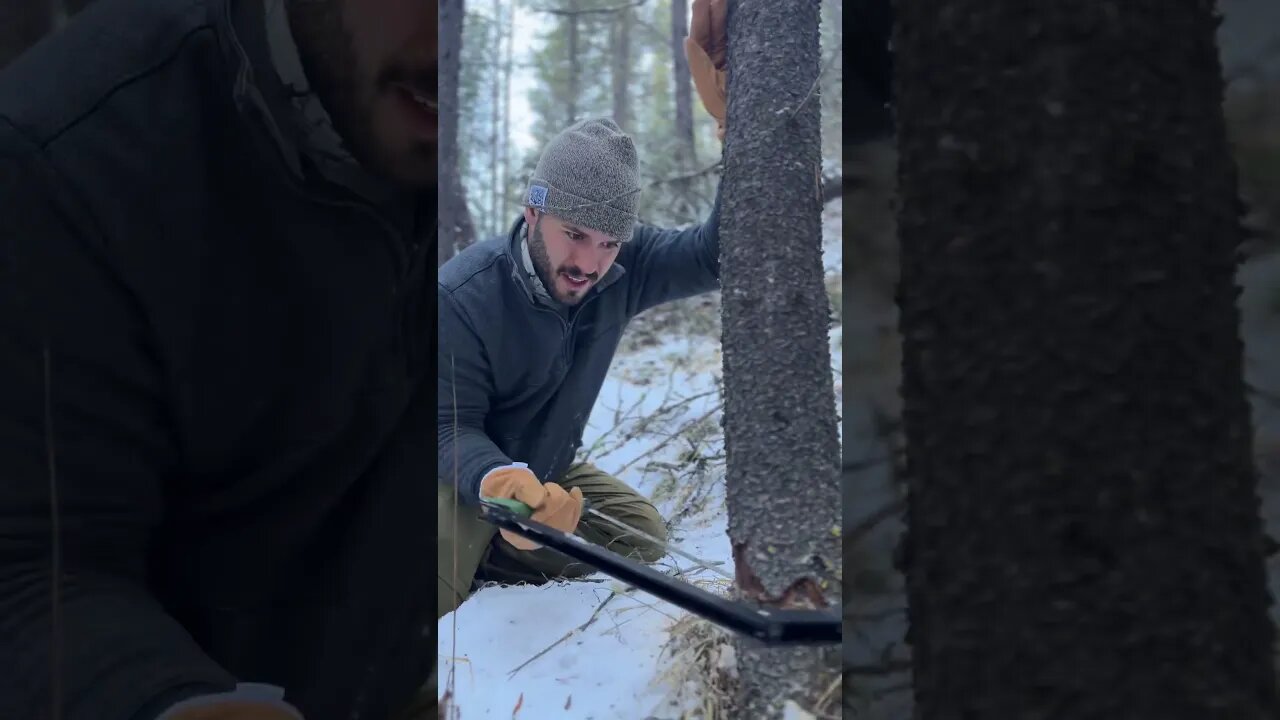 Back at hauling wood #bushcraftshelter #bushcraft #shelterbuilding #survival