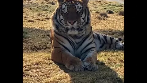 Amazing Tiger - Daily Dose of Nature