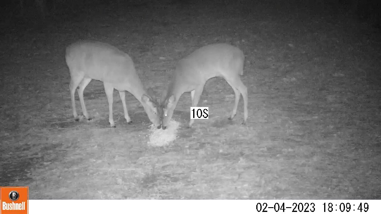 Bushnell Deer Camera 2 Doves Eating Deer Corn part 3