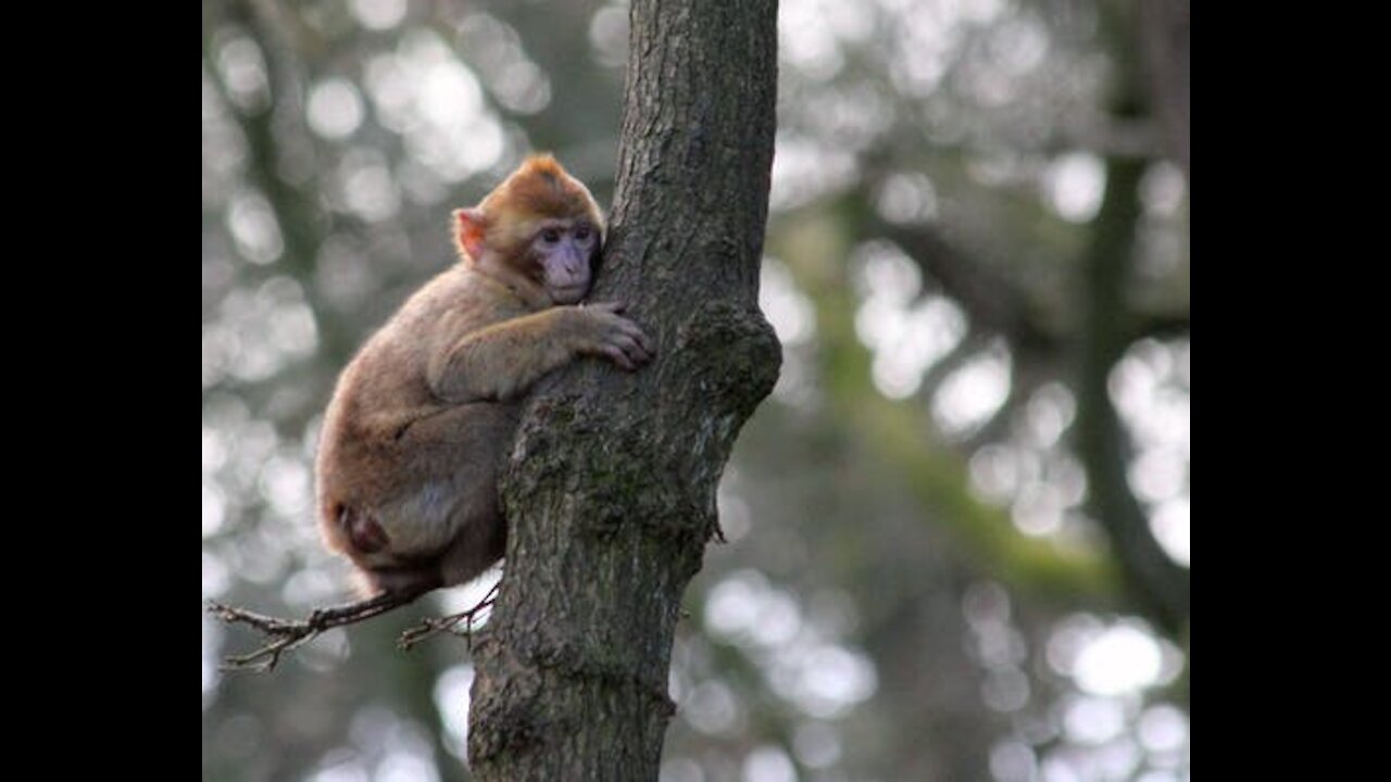 A Cute Brown Monkey Eating Bread