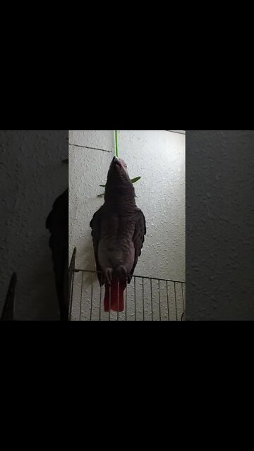 Parrot Recite Rate It #Ubertainment #ytshorts #parrotrecite #parrot #birds #viral #trending