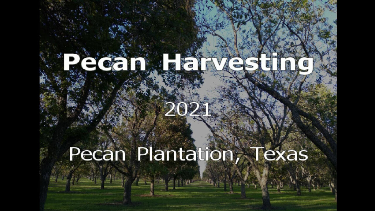 Pecan Harvesting 2021